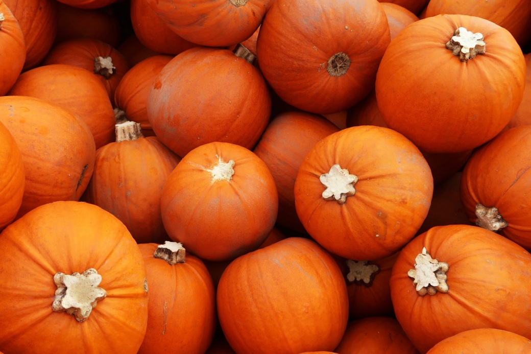 slindon pumpkins