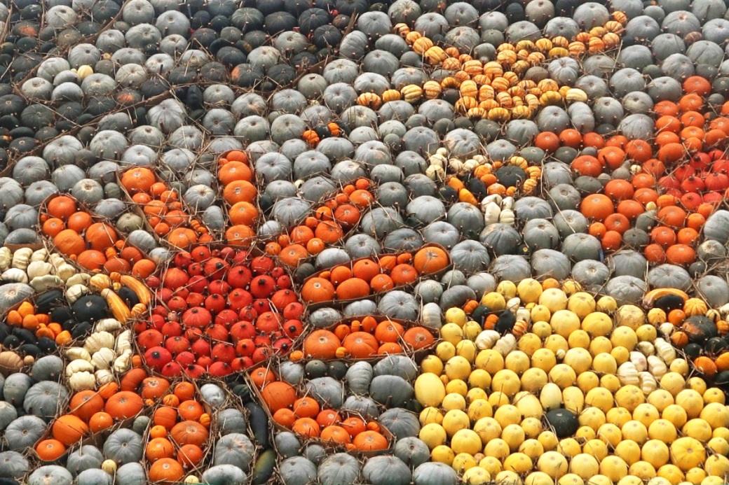 slindon pumpkins display 2016